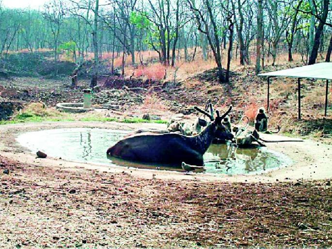 75 waterfalls of the Bore tiger reserve for wildlife | वन्यजीवांसाठी बोर व्याघ्रप्रकल्पात ७५ पाणवठे 75 waterfalls of the Bore tiger reserve for wildlife | वन्यजीवांसाठी बोर व्याघ्रप्रकल्पात ७५ पाणवठे