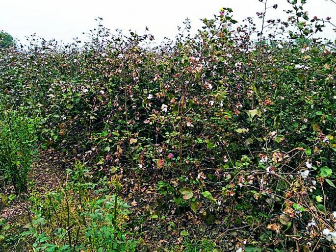 Remove the gap to avoid the crisis of bollworm | बोंडअळीचे संकट टाळण्यासाठी पºहाटी काढा Remove the gap to avoid the crisis of bollworm | बोंडअळीचे संकट टाळण्यासाठी पºहाटी काढा