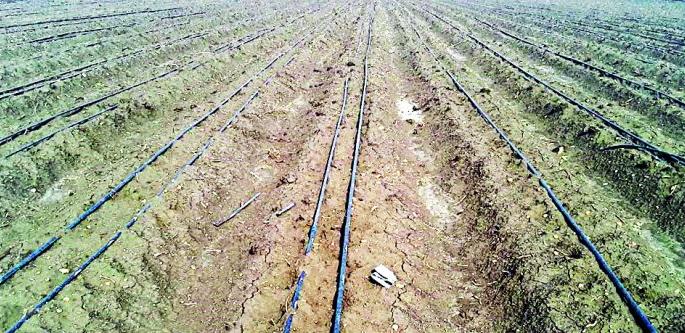 Power supply breaks; Predatory threat of planting | वीजपुरवठा खंडितच; लागवड केलेले अद्रक धोक्यात Power supply breaks; Predatory threat of planting | वीजपुरवठा खंडितच; लागवड केलेले अद्रक धोक्यात