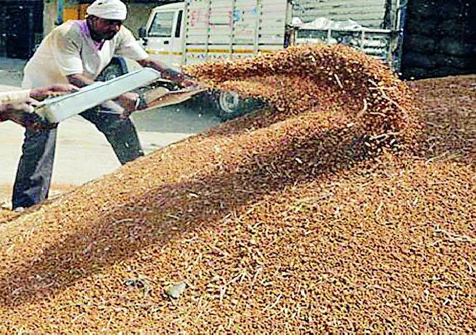 Start purchasing official chickpeas | शासकीय चणा खरेदी सुरू करा