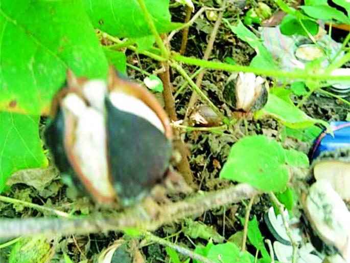 The onslaught of diseases on white gold | पांढऱ्या सोन्यावर रोगांचे आक्रमण The onslaught of diseases on white gold | पांढऱ्या सोन्यावर रोगांचे आक्रमण