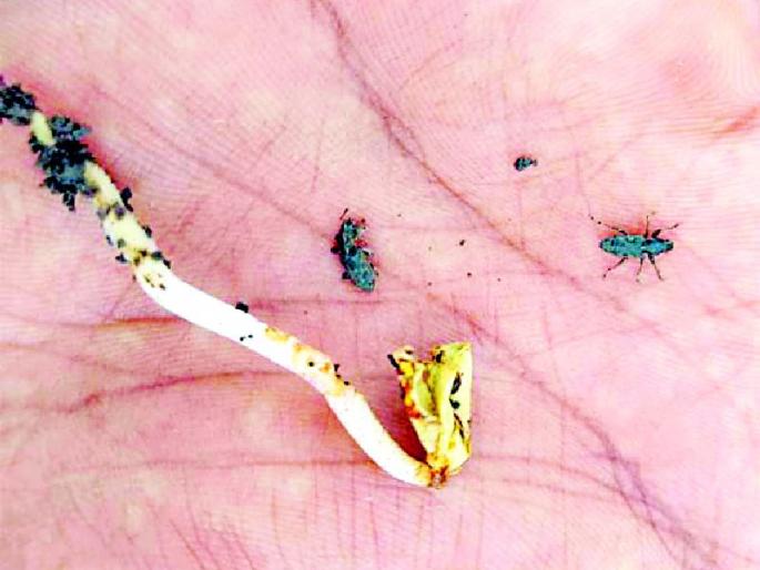 Evidence of flying insects on Arvit cotton | आर्वीत कपाशीवर उडद्या कीटकाचा प्रादुर्भाव Evidence of flying insects on Arvit cotton | आर्वीत कपाशीवर उडद्या कीटकाचा प्रादुर्भाव