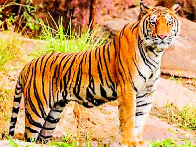 Tiger terror in Pandharkavada taluka | पांढरकवडा तालुक्यात अद्याप वाघाची दहशत Tiger terror in Pandharkavada taluka | पांढरकवडा तालुक्यात अद्याप वाघाची दहशत