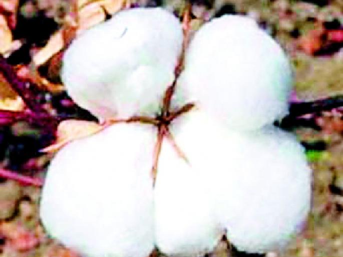 Gangs of laborers in the district turned their backs on cotton sales | परजिल्ह्यातील मजुरांच्या टोळ्यांनी फिरविली कापूस वेचणीकडे पाठ