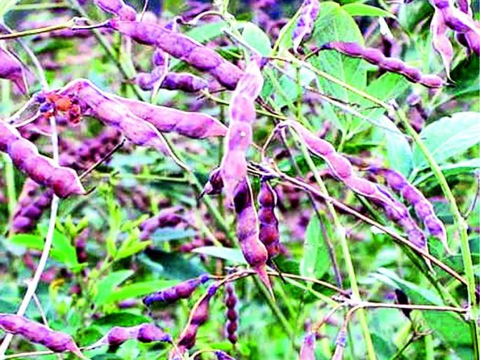 Loot of tur growers by traders of Vanity | वणीत व्यापाऱ्यांकडून तूर उत्पादकांची लूट Loot of tur growers by traders of Vanity | वणीत व्यापाऱ्यांकडून तूर उत्पादकांची लूट