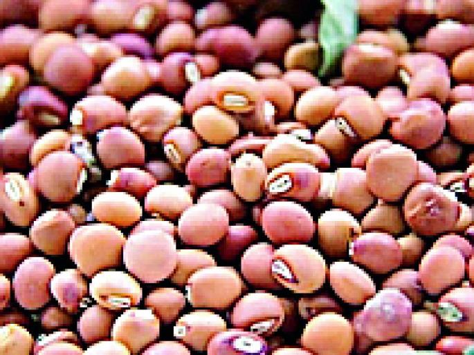 The purchase of tur in Pusad | पुसदमध्ये तूर खरेदी बंद The purchase of tur in Pusad | पुसदमध्ये तूर खरेदी बंद