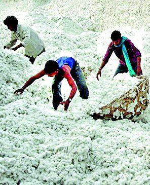 Looters of farmers buying cotton | कापूस खरेदीत शेतकºयांची लूट Looters of farmers buying cotton | कापूस खरेदीत शेतकºयांची लूट