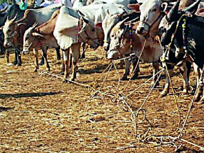 The farmers took the bullocks away | शेतकऱ्यांनी बैलजोडी काढली विक्रीला The farmers took the bullocks away | शेतकऱ्यांनी बैलजोडी काढली विक्रीला