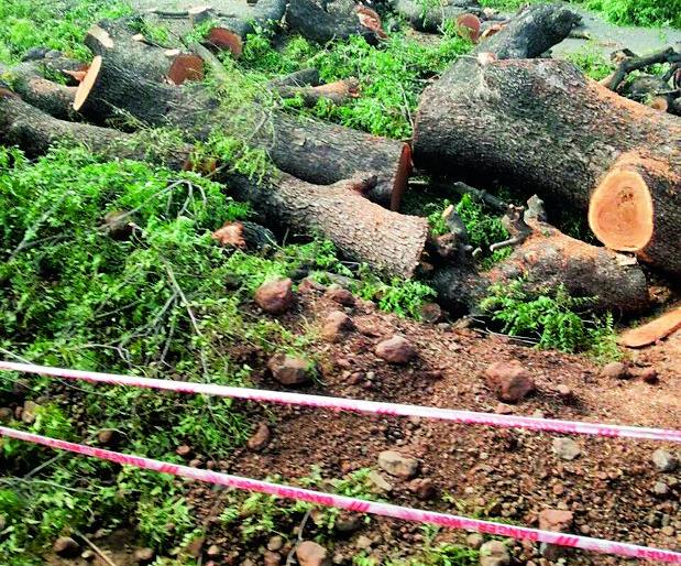 Slaughter of two and a half thousand trees | अडीच हजार वृक्षांची कत्तल Slaughter of two and a half thousand trees | अडीच हजार वृक्षांची कत्तल