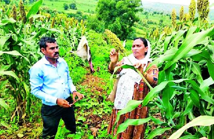 Military larvae attack sorghum | ज्वारीवर लष्करी अळींचा हल्ला Military larvae attack sorghum | ज्वारीवर लष्करी अळींचा हल्ला