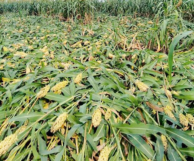 Windy rains hit the Hivri area | हिवरी परिसरात वादळी पावसाचा पिकांना फटका Windy rains hit the Hivri area | हिवरी परिसरात वादळी पावसाचा पिकांना फटका
