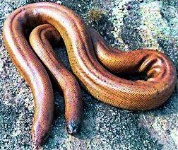 Traps for espionage | गुप्तधनासाठी सापांची तस्करी Traps for espionage | गुप्तधनासाठी सापांची तस्करी