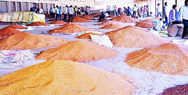 Exemption from bail | तुरीच्या जाचक अटीतून सुटका Exemption from bail | तुरीच्या जाचक अटीतून सुटका