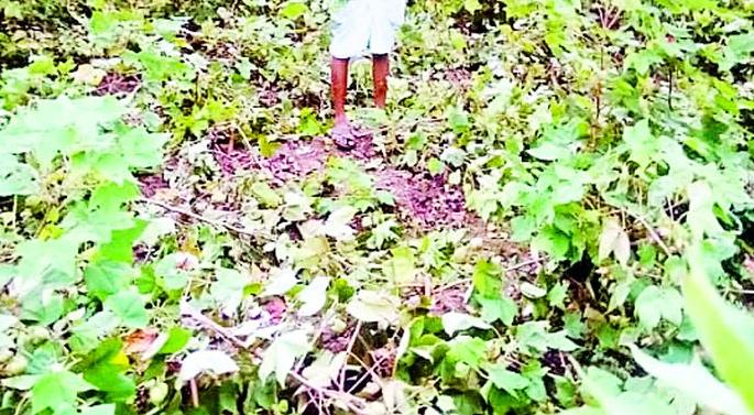 Farmers under Tipeshwar Sanctuary are desperate | टिपेश्वर अभयारण्यालगतचे शेतकरी हतबल