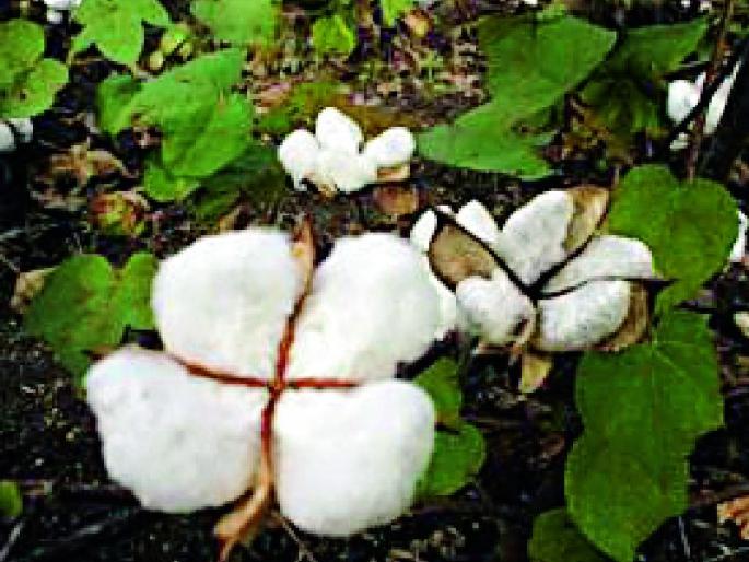 Cottonseed Para Most | कापसाचाच पेरा सर्वाधिक Cottonseed Para Most | कापसाचाच पेरा सर्वाधिक