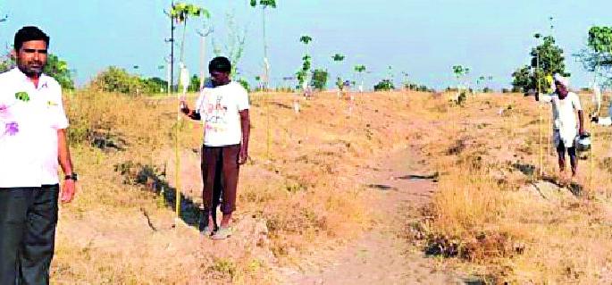 Planting thousands of salines live | सलाईनने जगविली हजारो रोपटी Planting thousands of salines live | सलाईनने जगविली हजारो रोपटी