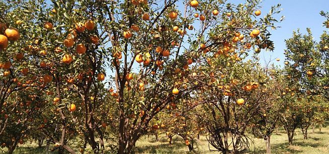 On the orange tree due to falling prices | नागपूर जिल्ह्यात भाव काेसळल्याने संत्री झाडावरच; विकण्यापेक्षा फेकणे मंजूर On the orange tree due to falling prices | नागपूर जिल्ह्यात भाव काेसळल्याने संत्री झाडावरच; विकण्यापेक्षा फेकणे मंजूर