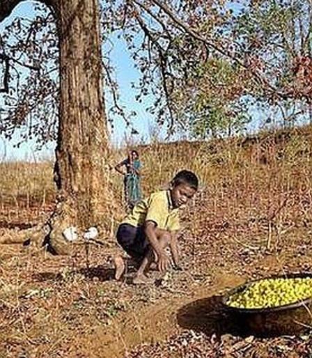 In Gadchiroli, the forest department will clean up the area | गडचिरोलीत वन विभागच साफ करणार मोहफुलाखालील पालापाचोळा In Gadchiroli, the forest department will clean up the area | गडचिरोलीत वन विभागच साफ करणार मोहफुलाखालील पालापाचोळा