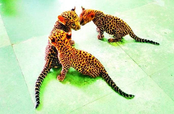 Three cubs of 'that' leopard from Gorewada got adopted parents | गोरेवाडातील ‘त्या’ बिबटाच्या तीन पिलांना मिळाले दत्तक पालक Three cubs of 'that' leopard from Gorewada got adopted parents | गोरेवाडातील ‘त्या’ बिबटाच्या तीन पिलांना मिळाले दत्तक पालक