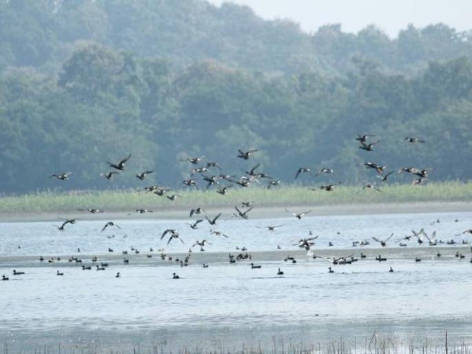 foreign visitors on Navegaonbandh lake in Gondia district | गोंदिया जिल्ह्यातील नवेगावबांध तलावावर परदेशी पाहुण्यांची मांदियाळी 