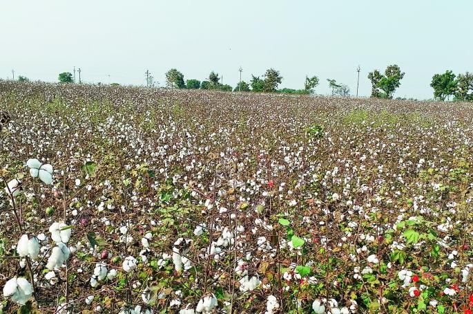 Risk of pink warm in cotton in Nagpur region | नागपूर विभागात कपाशीला गुलाबी बोंडअळीचा धोका Risk of pink warm in cotton in Nagpur region | नागपूर विभागात कपाशीला गुलाबी बोंडअळीचा धोका