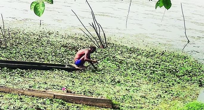 Horn producers in crisis due to carona; The beginning of a new season | काेराेनामुळे शिंगाडे उत्पादक संकटात; नवीन हंगामाला सुरुवात Horn producers in crisis due to carona; The beginning of a new season | काेराेनामुळे शिंगाडे उत्पादक संकटात; नवीन हंगामाला सुरुवात