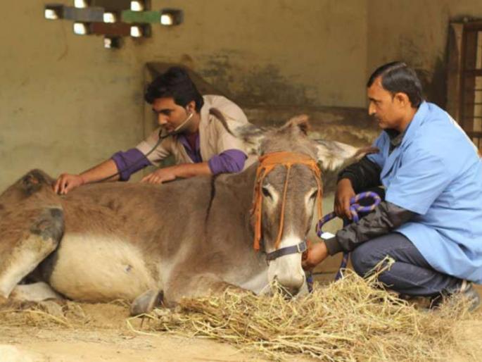 Veterinarians in Mumbai contribute to drought-stricken livestock | दुष्काळग्रस्त पशुधनासाठी मुंबईतील पशुवैद्यकांचा हातभार Veterinarians in Mumbai contribute to drought-stricken livestock | दुष्काळग्रस्त पशुधनासाठी मुंबईतील पशुवैद्यकांचा हातभार