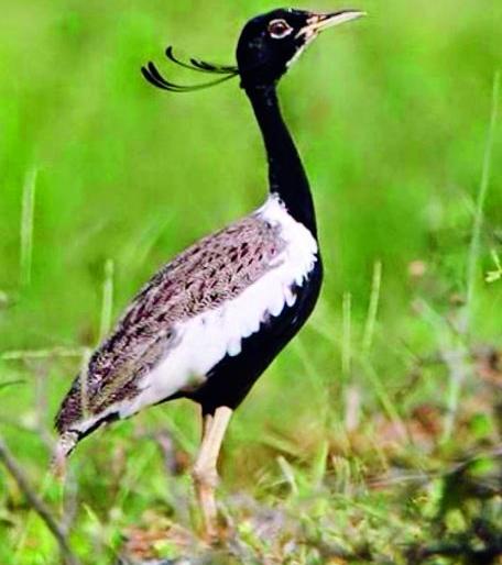 Changing cropping pattern is problematic for Lesser Florican; Only 264 birds in the country | बदलती पीक पद्धत तणमोरांच्या जीवावर; देशात केवळ २६४ पक्षी Changing cropping pattern is problematic for Lesser Florican; Only 264 birds in the country | बदलती पीक पद्धत तणमोरांच्या जीवावर; देशात केवळ २६४ पक्षी