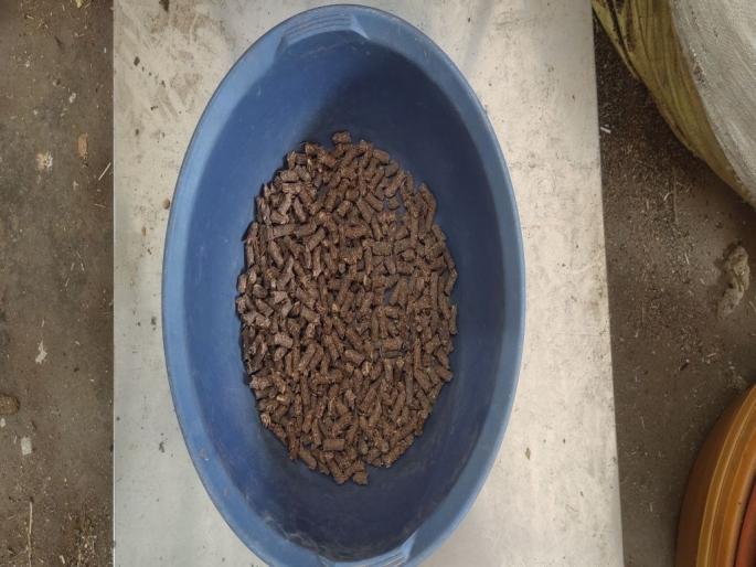 Make chocolates, ladles for animals and earn 50 thousand rupees a month! | जनावरांसाठी चॉकलेट, लाडू बनवा अन् महिन्याला ५० हजार रुपये कमवा! Make chocolates, ladles for animals and earn 50 thousand rupees a month! | जनावरांसाठी चॉकलेट, लाडू बनवा अन् महिन्याला ५० हजार रुपये कमवा!