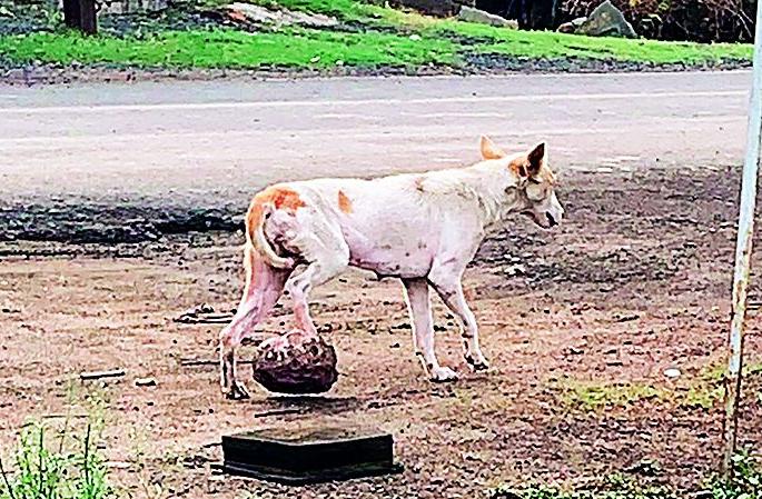 The dog was carrying a weight of three kilos ... then humanity came running ..treated by doctors . |  तीन किलो ट्यूमरचे वजन घेऊन चालत होता तो कुत्रा... मग माणुसकी धावून आली... The dog was carrying a weight of three kilos ... then humanity came running ..treated by doctors . |  तीन किलो ट्यूमरचे वजन घेऊन चालत होता तो कुत्रा... मग माणुसकी धावून आली...