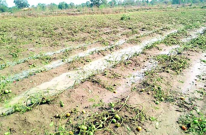 Vidarbha hit by unseasonal rains; Major damage to rabi crops including oranges, citrus, vegetables | विदर्भाला अवकाळी पावसाचा फटका; संत्रा, मोसंबी, भाजीपाल्यासह रब्बी पिकांचे मोठे नुकसान Vidarbha hit by unseasonal rains; Major damage to rabi crops including oranges, citrus, vegetables | विदर्भाला अवकाळी पावसाचा फटका; संत्रा, मोसंबी, भाजीपाल्यासह रब्बी पिकांचे मोठे नुकसान