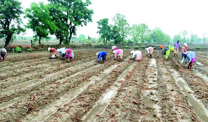 A bold formula of soybean token system adopted by farmers in Nagpur district | नागपूर जिल्ह्यात शेतकऱ्यांनी अवलंबिला सोयाबीन टोकन पद्धतीचा धाडसी फॉर्म्युला A bold formula of soybean token system adopted by farmers in Nagpur district | नागपूर जिल्ह्यात शेतकऱ्यांनी अवलंबिला सोयाबीन टोकन पद्धतीचा धाडसी फॉर्म्युला