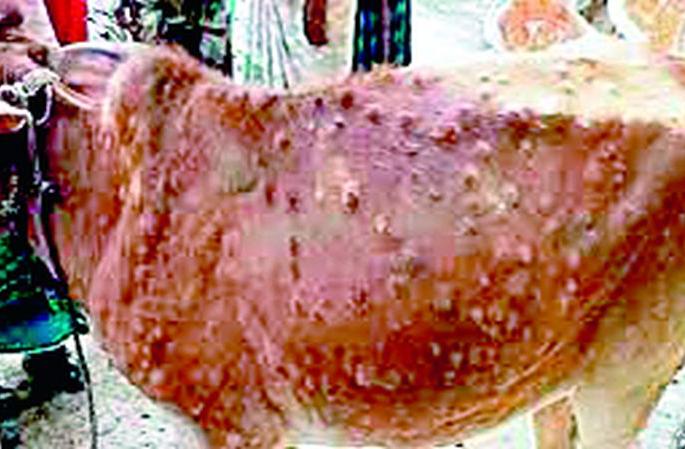 Lumpy skin disease mortality rate reached 2.40 percent in the district | जिल्ह्यात लम्पी चर्मरोगाचा मृत्युदर पोहोचला 2.40 टक्क्यांवर Lumpy skin disease mortality rate reached 2.40 percent in the district | जिल्ह्यात लम्पी चर्मरोगाचा मृत्युदर पोहोचला 2.40 टक्क्यांवर