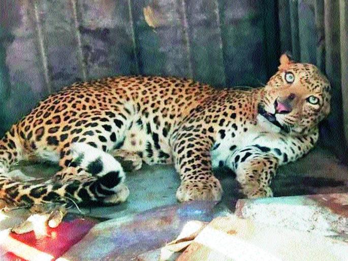 Finally, in a leopard stuck cage | ...अखेर बिबट्या अडकला पिंजऱ्यात Finally, in a leopard stuck cage | ...अखेर बिबट्या अडकला पिंजऱ्यात