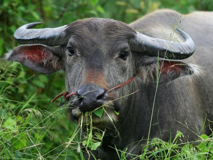 Strange ! The buffaloes saved the owner's life | ऐकावे ते नवलच! म्हशींनी वाचविले मालकाचे प्राण Strange ! The buffaloes saved the owner's life | ऐकावे ते नवलच! म्हशींनी वाचविले मालकाचे प्राण