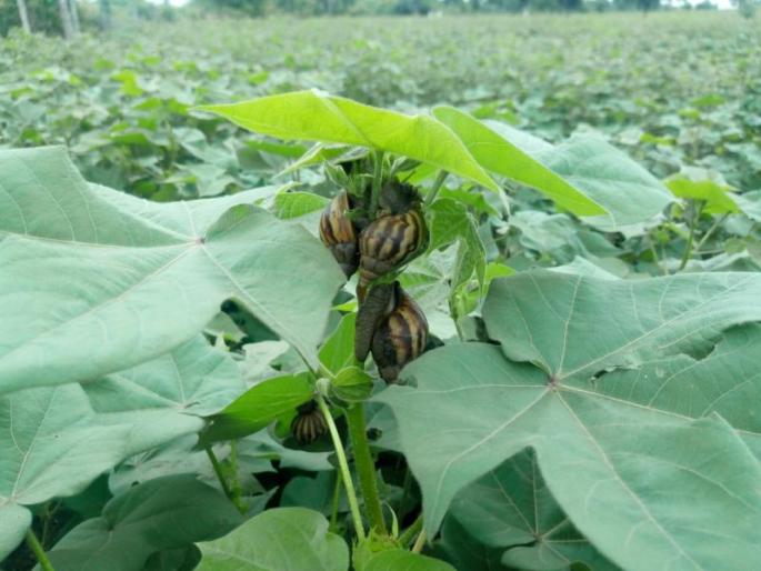 Conch snails attack crops in Wardha district | वर्धा जिल्ह्यात पिकांवर शंखीय गोगलगाईंचे आक्रमण