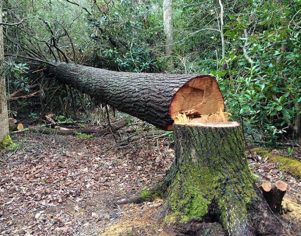 Prosperity Highway; Land grabbing 4,000 trees on land transferred to Gram Panchayat | समृद्धी महामार्ग; ग्रामपंचायतीला हस्तांतरील केलेल्या जमिनीवरील ५० हजार झाडे भुईसपाट Prosperity Highway; Land grabbing 4,000 trees on land transferred to Gram Panchayat | समृद्धी महामार्ग; ग्रामपंचायतीला हस्तांतरील केलेल्या जमिनीवरील ५० हजार झाडे भुईसपाट
