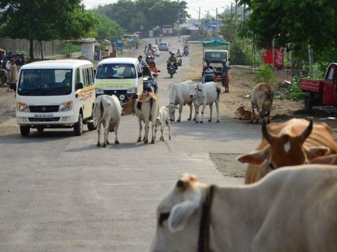 Ready to Pay the fine, but what about the pits, the speed barriers, the dumb animals? | दंड भरू, पण खड्डे, गतिरोधक, मोकाट जनावरे यांचे काय करणार? Ready to Pay the fine, but what about the pits, the speed barriers, the dumb animals? | दंड भरू, पण खड्डे, गतिरोधक, मोकाट जनावरे यांचे काय करणार?
