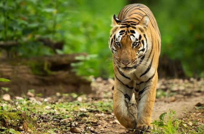 Hunting of tiger in Chandrapur district | चंद्रपूर जिल्ह्यात पट्टेदार वाघाची शिकार Hunting of tiger in Chandrapur district | चंद्रपूर जिल्ह्यात पट्टेदार वाघाची शिकार