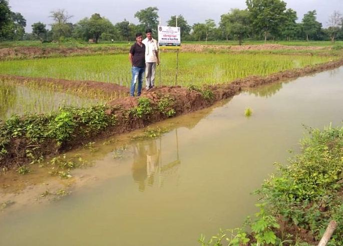 Fishery farmed in paddy crop at Gadchiroli | गडचिरोली येथे धान पिकात केली मत्स्य शेती Fishery farmed in paddy crop at Gadchiroli | गडचिरोली येथे धान पिकात केली मत्स्य शेती