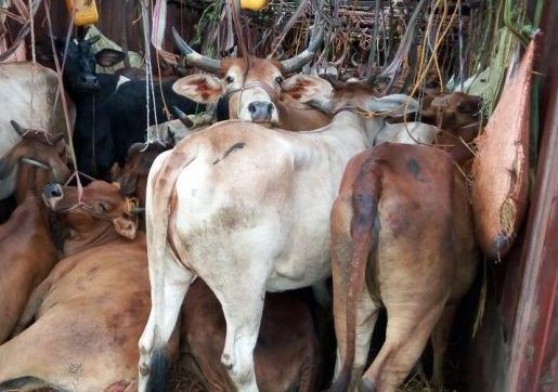 35 cattle suffocated to death in vehicle | नागपूर जिल्ह्यात चारापाणी न मिळाल्याने ३५ गुरांचा वाहनात गुदमरून मृत्यू 35 cattle suffocated to death in vehicle | नागपूर जिल्ह्यात चारापाणी न मिळाल्याने ३५ गुरांचा वाहनात गुदमरून मृत्यू