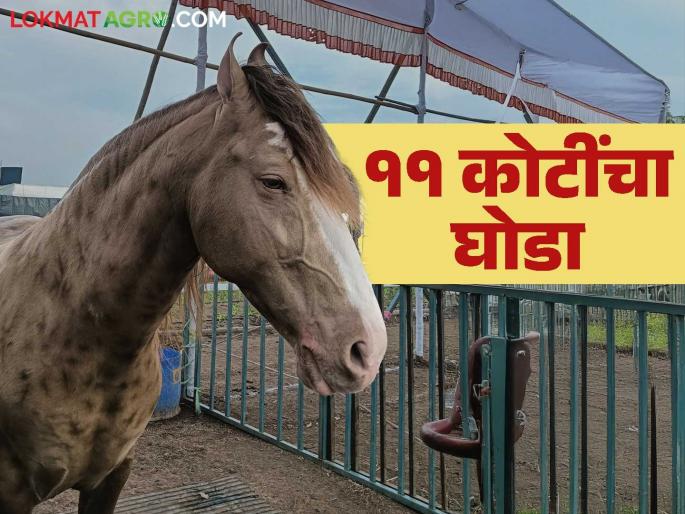 What are you saying..! A golden horse worth 11 crores and a Pandharpuri buffalo with five feet long horns; Read in detail | काय सांगताय..! अकरा कोटींचा सोनेरी घोडा अन् पाच फुट लांब शिंगाची पंढरपुरी म्हैस; वाचा सविस्तर