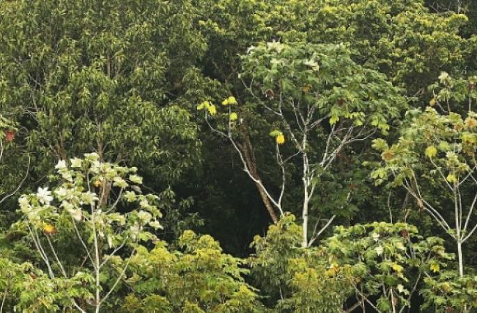 There are 16 lakh hectares of forest land not tally in the state | राज्यातील १६ लाख हेक्टर वनजमिनींचा हिशेब जुळेना There are 16 lakh hectares of forest land not tally in the state | राज्यातील १६ लाख हेक्टर वनजमिनींचा हिशेब जुळेना