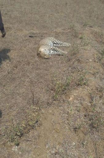 Leopard was found dead in Bhandara district | भंडारा जिल्ह्यात बिबट मृतावस्थेत आढळला Leopard was found dead in Bhandara district | भंडारा जिल्ह्यात बिबट मृतावस्थेत आढळला
