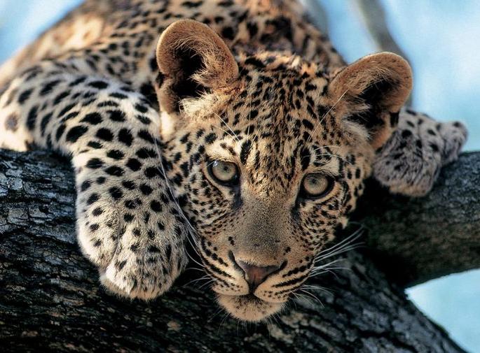 Monk killed in leopard attack in Chandrapur district | चंद्रपूर जिल्ह्यात बिबट्याच्या हल्ल्यात भन्तेजी ठार Monk killed in leopard attack in Chandrapur district | चंद्रपूर जिल्ह्यात बिबट्याच्या हल्ल्यात भन्तेजी ठार