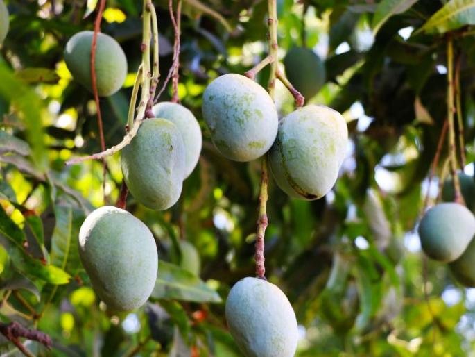 Increasing demand for mangoes in the village | गावराणी आंब्यांना वाढती मागणी Increasing demand for mangoes in the village | गावराणी आंब्यांना वाढती मागणी