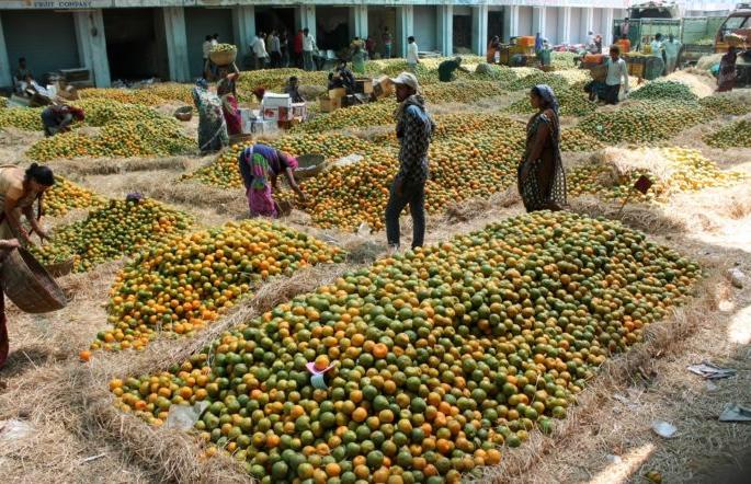 Oranges of Nagpur are asked now in Dubai after Bangladesh and Sri Lanka | नागपुरी संत्री बांगलादेश आणि श्रीलंकेनंतर आता दुबईतही Oranges of Nagpur are asked now in Dubai after Bangladesh and Sri Lanka | नागपुरी संत्री बांगलादेश आणि श्रीलंकेनंतर आता दुबईतही