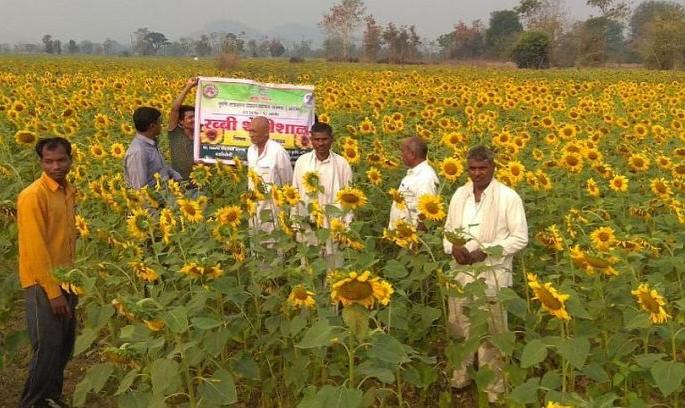 Sunflower cultivated instead of traditional farming in Gadchiroli | गडचिरोलीत पारंपरिक शेतीला फाटा देत पिकवले सुर्यफूल