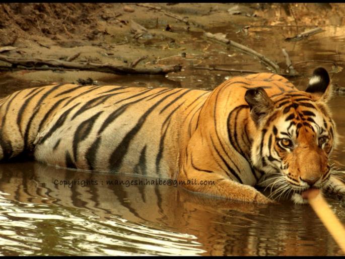 Development of 320 Nature Tourist Destinations in Maharashtra | महाराष्ट्रातील ३२० निसर्ग पर्यटन स्थळांचा होणार विकास Development of 320 Nature Tourist Destinations in Maharashtra | महाराष्ट्रातील ३२० निसर्ग पर्यटन स्थळांचा होणार विकास