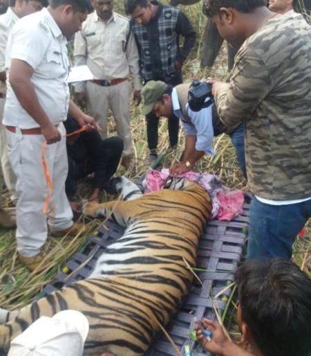 Tiger trapped in Chandrapur district | चंद्रपूर जिल्ह्यातील हल्लेखोर वाघाला केले जेरबंद